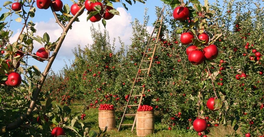 Новости сельского хозяйства Беларуси