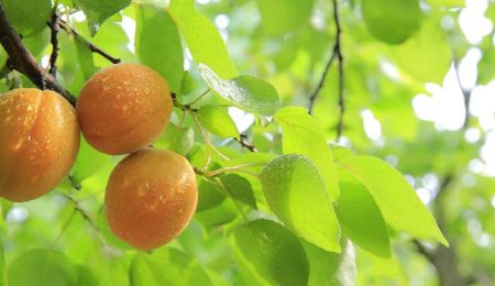 Беларусские персики, инновации в сельском хозяйстве