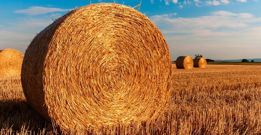 Новости сельского хозяйства Беларуси
