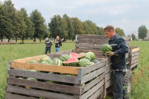 Новости сельского хозяйства Беларуси