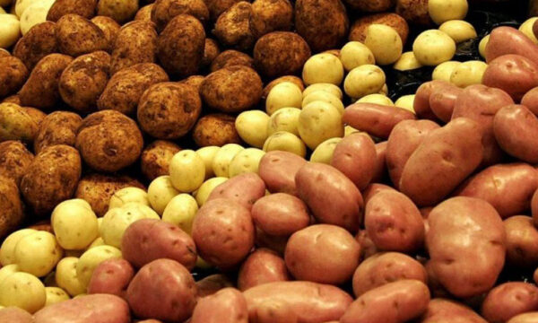 5 млн евро на стрессоустойчивый картофель