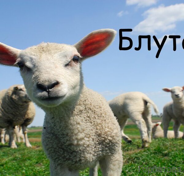 Беларусь ограничила поставки скота из Люксембурга