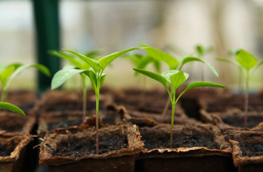 Грант Посевные решения 2021, Seedling Solutions - Новости сельского хозяйства Беларуси