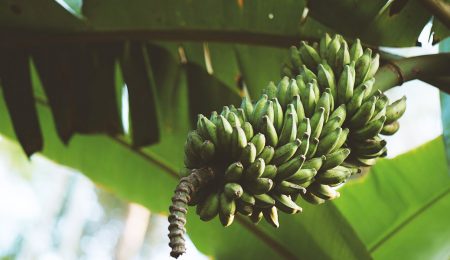 Бананы - Новости сельского хозяйства