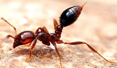 Красные огненные муравьи в Китае - Новости сельского хозяйства