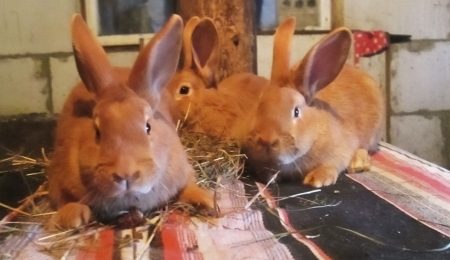 Кролики - Новости сельского хозяйства Беларуси