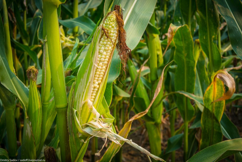 Развитие кукурузы на белорусских полях будет ухудшаться из-за жаркой погоды? Прогноз Белгидромет