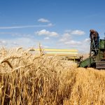 Румыния стремится к абсолютному рекорду сбора урожая пшеницы в этом году — 9,7 млн тонн