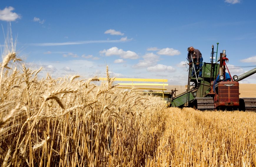 Румыния стремится к абсолютному рекорду сбора урожая пшеницы в этом году – 9,7 млн тонн