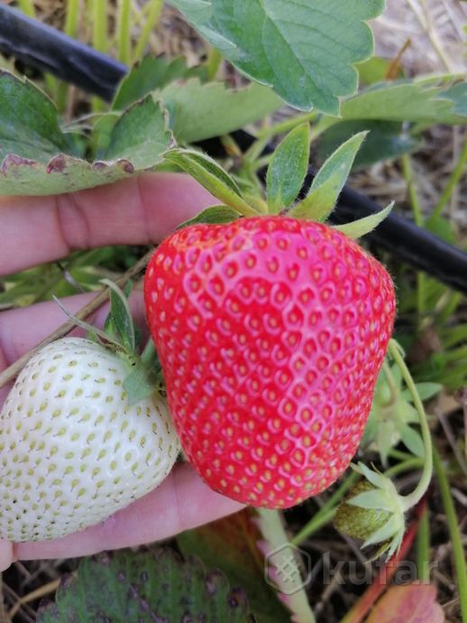 cf4afaaf-399e-4d52-824e-33187c8aaa4b