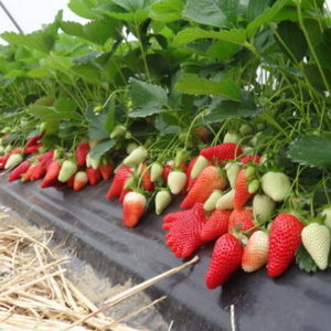 jod-dlya-klubniki-31-772×5791-1